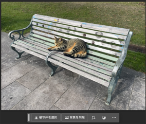 猫の画像
